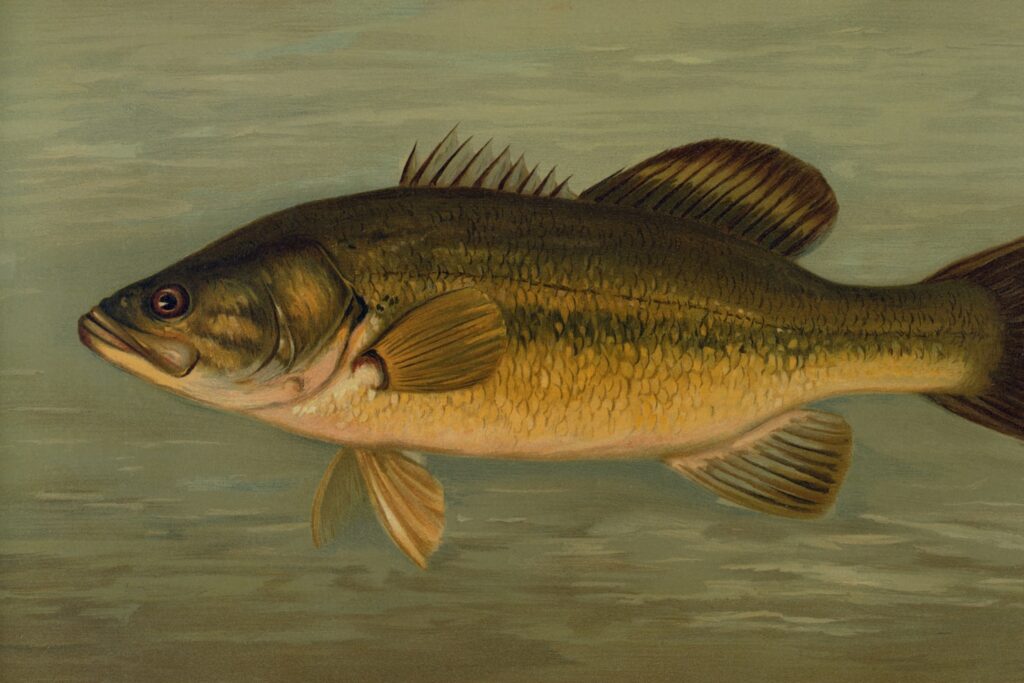 General Research Division, The New York Public Library. "The Large-Mouthed Black Bass, Micropterus salmoides." The New York Public Library Digital Collections. 1898. https://digitalcollections.nypl.org/items/510d47da-68f8-a3d9-e040-e00a18064a99